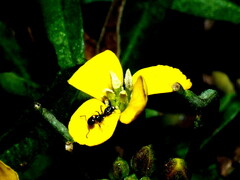Erysimum aureum