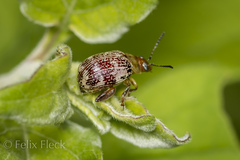 Blepharida