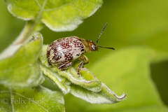 Blepharida