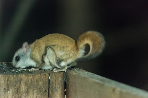 Northern Flying Squirrel