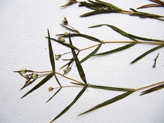 Pseudostellaria sylvatica