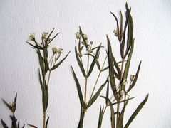 Pseudostellaria sylvatica