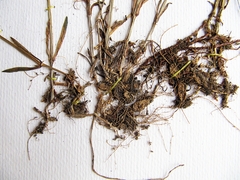 Pseudostellaria sylvatica