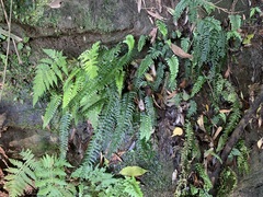 Hymenasplenium pubirhizoma