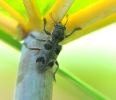 Enoclerus viduus