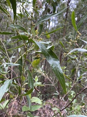 Acacia leprosa uninervia