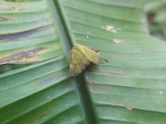Ricania sublimata
