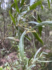 Acacia leprosa uninervia