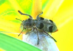 Enoclerus viduus