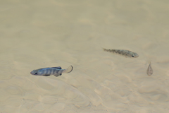 Cyprinodon eremus