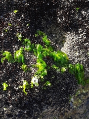 Ulva lactuca