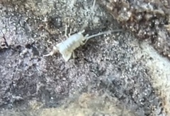 Myrmecophilidae
