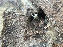 Myrmecophilidae