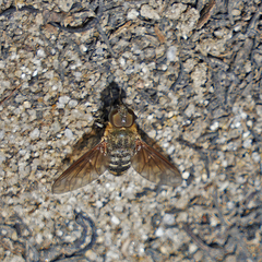 Chrysanthrax vanus