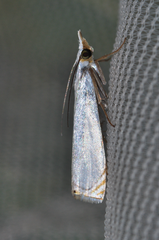 Microcrambon paphiellus
