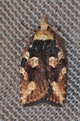Borboniella