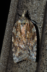 Borboniella