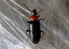 Pedilus lugubris