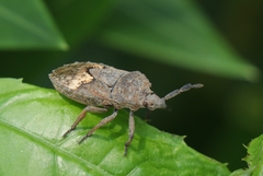 Megymenum brevicorne