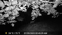 Odocoileus virginianus