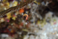 Lucayablennius zingaro