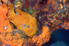 Antennarius multiocellatus