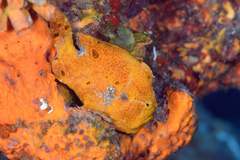 Antennarius multiocellatus