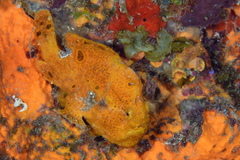 Antennarius multiocellatus