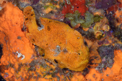 Antennarius multiocellatus