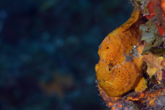 Antennarius multiocellatus