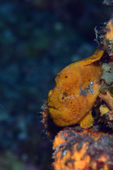 Antennarius multiocellatus