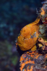 Antennarius multiocellatus