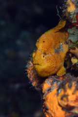 Antennarius multiocellatus