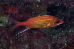 Neoniphon marianus