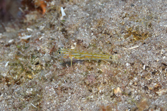 Coryphopterus eidolon