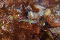 Coryphopterus eidolon