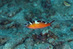 Serranus tabacarius