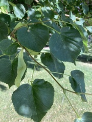 Tilia