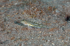 Coryphopterus venezuelae