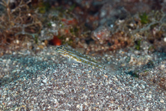 Coryphopterus venezuelae