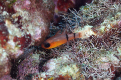 Apogon townsendi