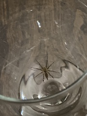 Agelenopsis