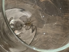 Agelenopsis