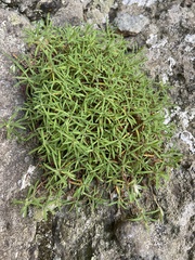 Paronychia argyrocoma