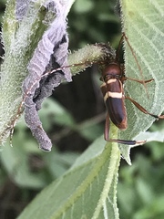 Aethecerinus wilsonii