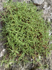 Paronychia argyrocoma