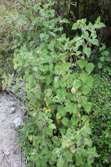 Physalis chenopodifolia