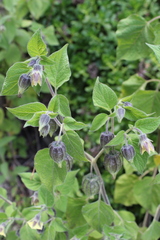 Physalis chenopodifolia