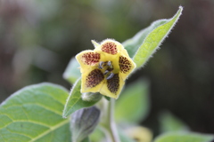 Physalis chenopodifolia