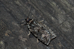 Borboniella